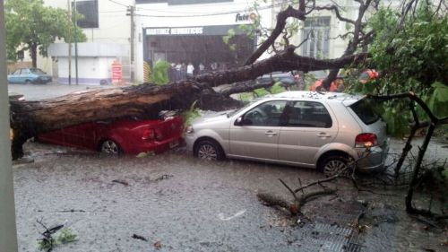 En la esquina de Sarmiento y Gúemes un árbol  dañó a dos vehículos. (Foto gentileza Natalia Rodríguez)