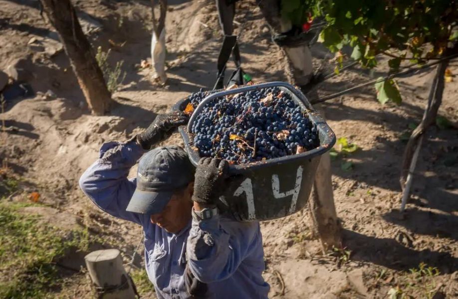Cosecheros logran suba en la gamela de uva y actualizarán en base a la  inflación - Provinciales - Nuevo Diario de Salta, Argentina
