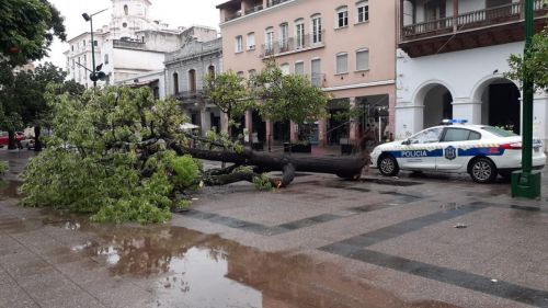En la Plaza 9 de Julio. Los árboles caídos en diversas partes de la ciudad y el interior son las consecuencias de más de 9 horas de lluvia.